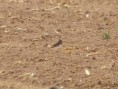 /album/some-overseas-trips/caspian-plover-yatvata-march-2009-jpg/